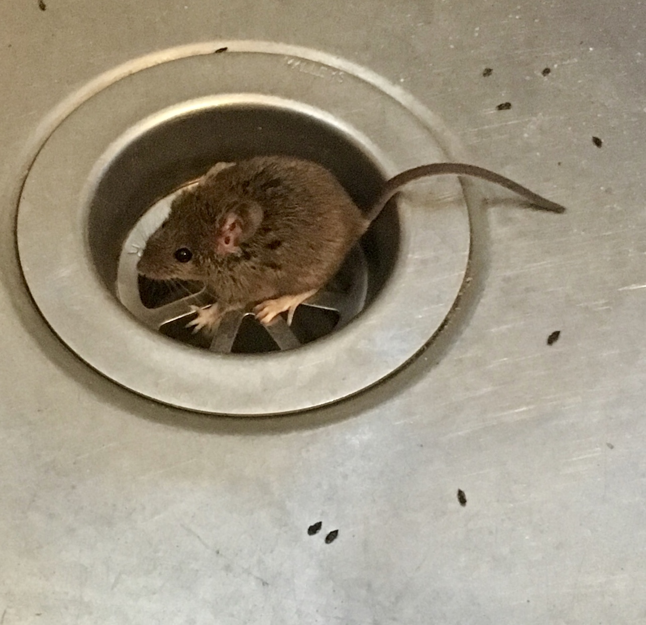 Why You Need A Mouse Exterminator - Right Pest Control