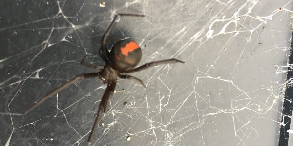 Facts About Redback Spiders - Right Pest Control