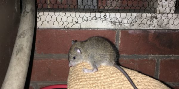 Mice Exterminator Western Suburbs Melbourne - Right Pest ...